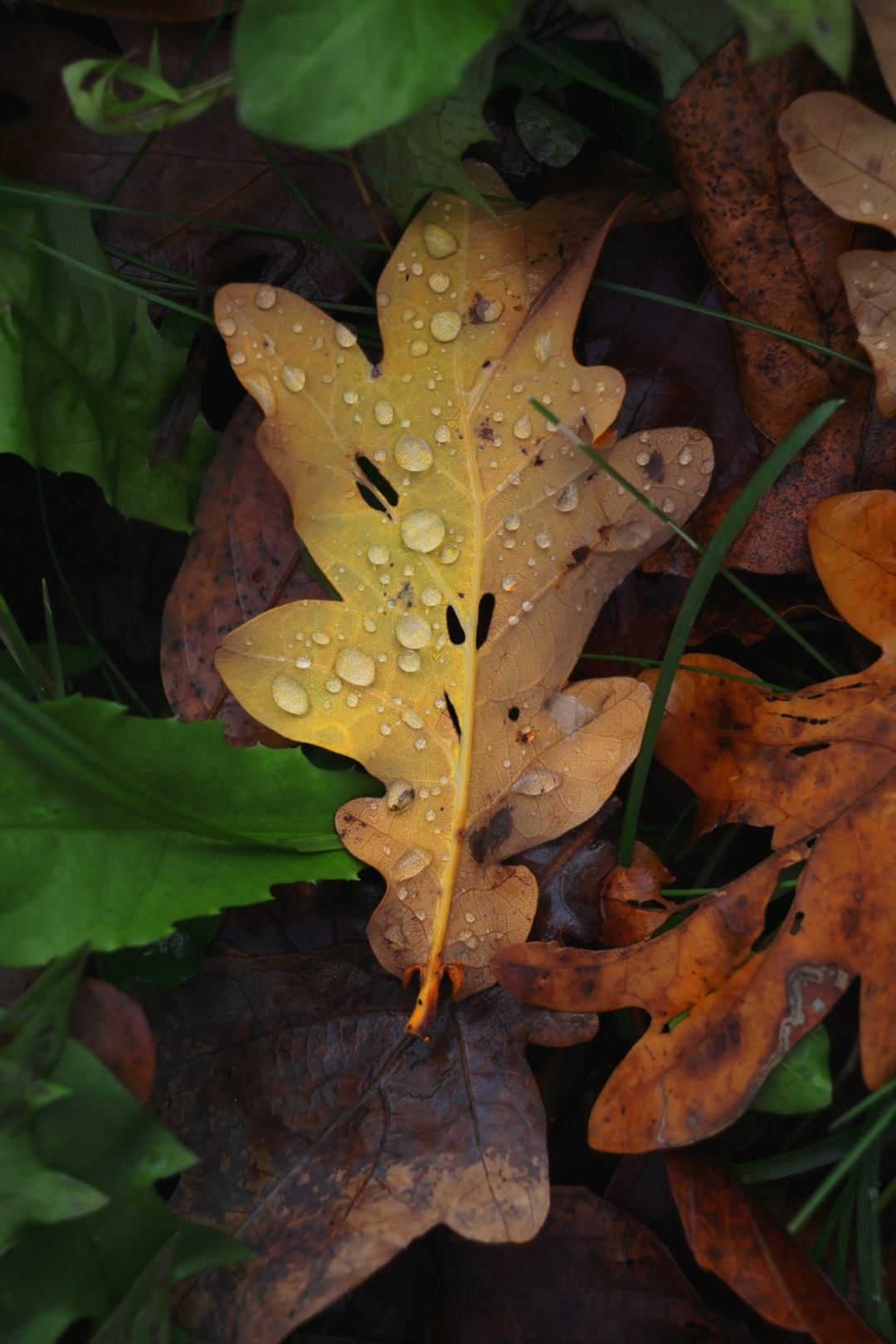 Canon EOS R50, Black + RF-S 18-45mm F4.5-6.3 IS STM Kit MILC 24,2 MP CMOS 6000 x 4000 Pixels Zwart - Afbeelding 16