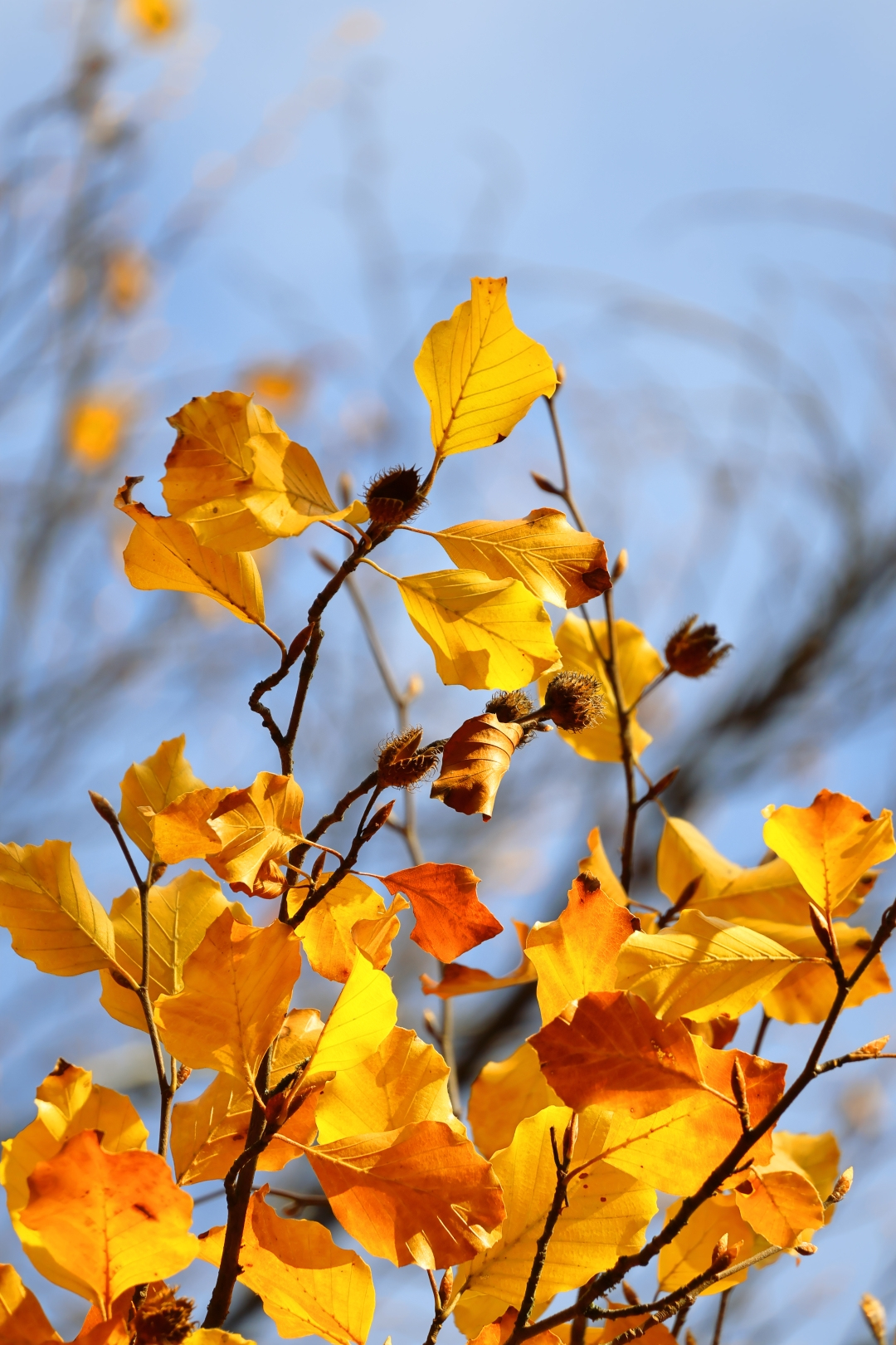 Canon EOS R50, Black + RF-S 18-45mm F4.5-6.3 IS STM Kit MILC 24,2 MP CMOS 6000 x 4000 Pixels Zwart - Afbeelding 17